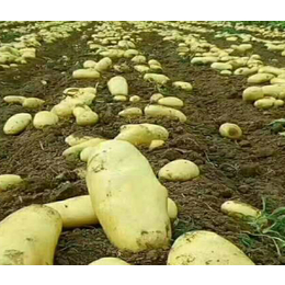 商丘土豆种|雪原农业科技种子****|土豆种基地