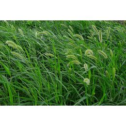 弥勒草坪种子*|弥勒草坪种子|景江园林绿化