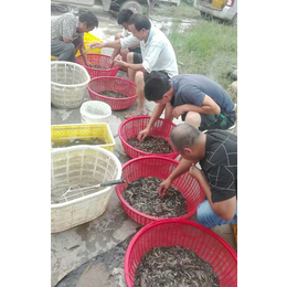 哪里有台湾泥鳅苗卖、泥鳅苗、濮阳有良水产养殖