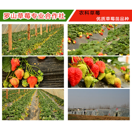镇江草莓苗-法兰地草莓苗的价钱-农科草莓(****商家)