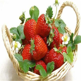 甜查理草莓苗|双湖园艺|草莓苗