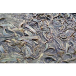 泥鳅养殖技术-半亩田泥鳅养殖-江津泥鳅养殖
