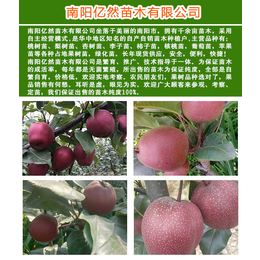 贵州梨树苗出售-亿然苗木批发基地-新品种贵州梨树苗出售