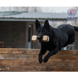 云南东德|瑞阁宠物|东德牧羊犬