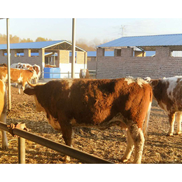 内蒙古西门塔尔牛、富贵肉牛养殖、哪里出售西门塔尔牛