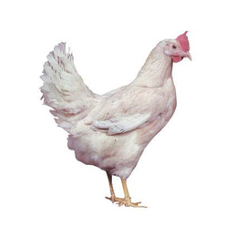 海兰褐鸡雏|咸宁海兰褐|华帅青年鸡生产厂家(查看)