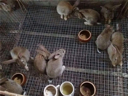 纯种野兔出售种苗-马鞍山野兔-锦腾养殖场