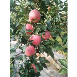 新红星苹果苗种植基地