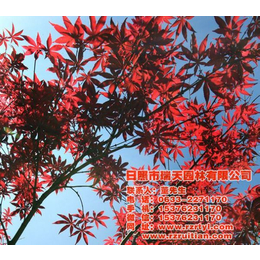 瑞天园林(图)-红枫苗报价-苏州红枫苗