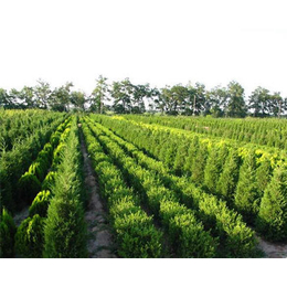 雅仕阁绿化苗木基地(图)-山西绿化树苗供应商-山西绿化树苗