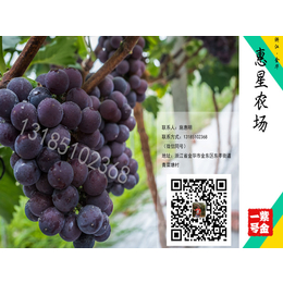 葡萄苗盆栽|葡萄苗|惠星农场价格优品质高
