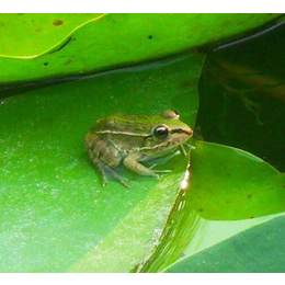 青蛙养殖需要哪些手续,非凡青蛙养殖,漯河青蛙养殖