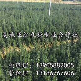 曼地亚红豆杉苗、青田曼地亚*、曼地亚红豆杉苗供应商