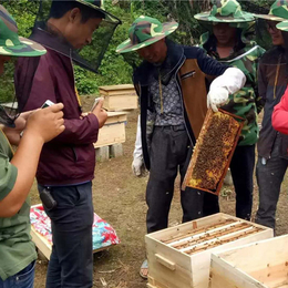 贵阳蜜蜂养殖-贵州蜂盛(在线咨询)-蜜蜂养殖