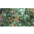 砀山黄桃供应、范建立副食*、砀山黄桃缩略图1