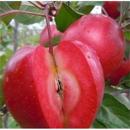 青苹果苗多少钱一棵_青苹果苗_泰安柏源农业