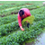 水上竹叶菜种子种苗 黎川水蕹菜种子种苗 水空心菜种子种苗 缩略图4