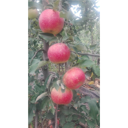 红色之爱苹果苗-泰安泰丰源农场-湖南苹果苗