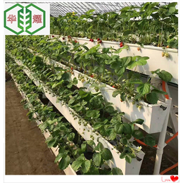 天津草莓立体支架式栽培A种植槽种植设备华耀生产