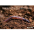 丰夷蚯蚓粪生物有机肥前途无量缩略图2