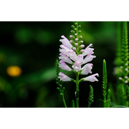 草花种植批发生产基地_山合水草花小苗批发公司_河东区草花