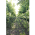 山东金叶复叶槭种植基地大量供应j金叶复叶槭树苗缩略图3