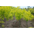 山东金叶复叶槭种植基地大量供应j金叶复叶槭树苗缩略图1
