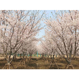 石博苗木(图)|15公分日本樱花价格|樱花价格