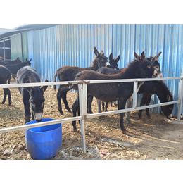 曲周驴养殖|亿隆养殖安全可靠|驴养殖厂家