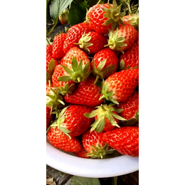 牛奶草莓苗,齐齐哈尔草莓苗,双湖园艺(在线咨询)