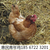 鹤壁海兰褐蛋鸡青年鸡养殖基地 海兰褐蛋鸡青年鸡利用年限缩略图4