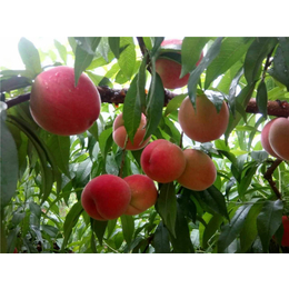 新品种桃苗供应-果友家庭农场(在线咨询)-新品种桃苗