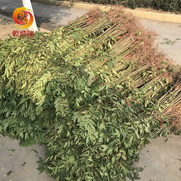 淮南香椿树苗-乾纳瑞农业-0.8公分香椿树苗多少钱
