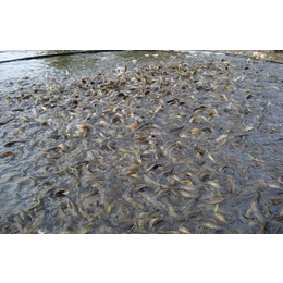 泥鳅利润分析泥鳅养殖十亩地