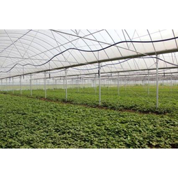 济南玻璃温室-青州鑫华生态农业-蔬菜玻璃温室