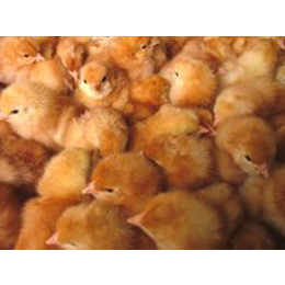红玉公鸡养殖技术-红玉公鸡-金兴养殖场诚信经营