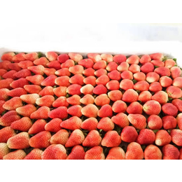 速冻草莓批发-河北速冻草莓-从刚银杏