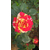 弥勒卡罗拉玫瑰苗-卡罗拉玫瑰苗批发-红瑞花卉(推荐商家)缩略图1