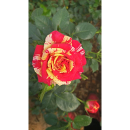 迪庆红玫瑰-红玫瑰种植基地-红瑞花卉(推荐商家)