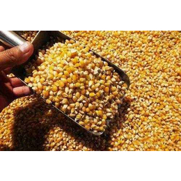 进口美国玉米到天津港海运报关代理公司 