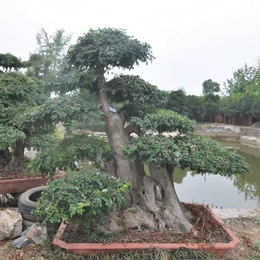 对节白蜡树桩盆景多少钱-湖北红宇园林绿化-对节白蜡树桩盆景