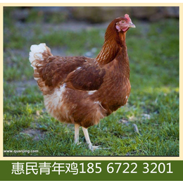 惠民青年鸡海兰褐蛋鸡产蛋率 濮阳海兰褐蛋鸡青年鸡成本