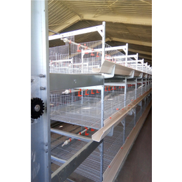肉鸭笼养设备A笼养鸭全自动养殖喂料设备A德州肉鸭笼养技术