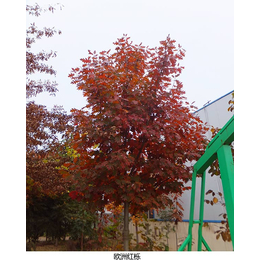 欧洲红栎育苗-欧洲红栎-舜枫农林欧洲红栎