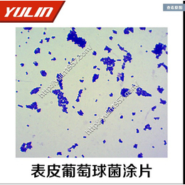 八叠球菌涂片微生物玻片标本-雨林教育-微生物玻片标本