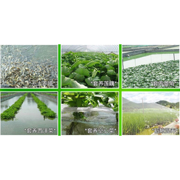 泸州泥鳅-丰鸿生态农业-泥鳅收购厂家电话