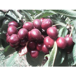黑珍珠樱桃苗品种-泰安泰丰源家庭农场-菏泽黑珍珠樱桃苗
