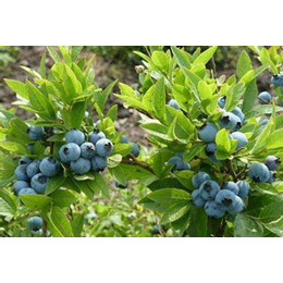 钱德勒蓝莓苗种植基地-柏源农业科技公司(推荐商家)