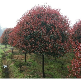 红叶石楠-大地苗圃种植基地-1.5米红叶石楠报价