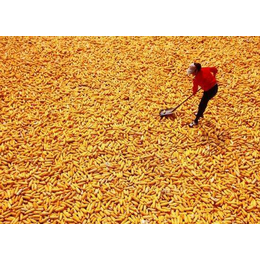 收购玉米哪家好-汉光现代农业(在线咨询)-滁州求购玉米